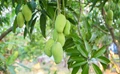 Heatwaves Significantly Reduced Mango Production