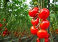 GM Tomatoes could be a New Source of Vitamin D