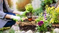 How to Start an Easy Kitchen Garden