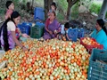 Red Mud (Tomato) Brought Smiles to The Farmers in Sangali, Maharashtra