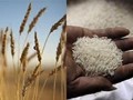Prices of Rice and Wheat Drops Due to Export Ban & Arrival of New Crop