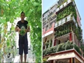 Hydroponics Farming: Man Covers his Three-Story Building with 10,000 Plants; Earns 70 Lakh Yearly