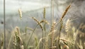 UK Pushes for Crop Biofortification through Genetic Technology Bill