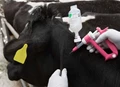 Importance of Vaccination in Dairy Animals: Its Pros, Cons, And Myths