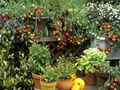 Small Space Gardening Tips: Learn How to Grow More Plants in Less Space