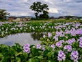 How Rural Women Solve Water Hyacinth Problem?