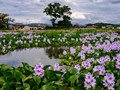 How Rural Women Solve Water Hyacinth Problem?