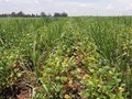 Effects of Introducing Intercropping in Sugarcane