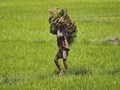 Philippines Reduces Duty for Indian Rice Imports