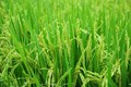 Union Cabinet Approves an Increase in MSP for Kharif Crops