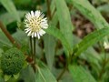 All About Cultivation of Bhringraj (False Daisy) – A Great Medicinal Herb