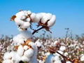 How to Get High Yield in Cotton