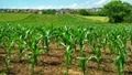 Cover Crops are Insufficient to Improve Soil after Decades of Continuous Corn