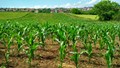 Cover Crops are Insufficient to Improve Soil after Decades of Continuous Corn