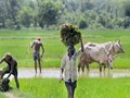Odisha Unhappy with Paddy MSP Hike, Demands Rs 2,930 per quintal