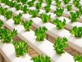 7 Amazing Benefits of Hydroponic Vegetables