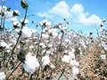 Area under Cotton Farming Drops by 18 percent in Punjab