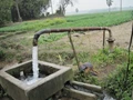 How Groundwater Irrigation Has Changed Agricultural Scenario In Tamil Nadu