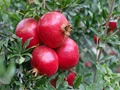 Pomegranate Cultivation: Farmers Can Earn for 25 Years by Just Planting a Single Plant!