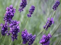 Purple Revolution Blooms in Jammu & Kashmir as Lavender Plantations Increase Farmers’ Income