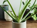 Aloe Vera Leaves Turning Brown can be a Sign of Damage, Follow This Expert Advice to Save Your Plant