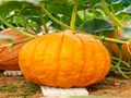 Gardening Tips: An Expert’s Guide to Growing Pumpkin