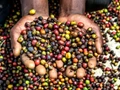 Tanzania Coffee Research Institute Releases New High-yielding Disease-resistant Coffee Varieties