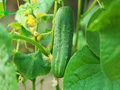 Follow This Expert’s Guide to Cucumber Companion Planting for Your Garden