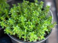 Amazing Health Benefits of Thyme: A Medicinal Herb