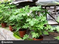 How to Grow Citronella Plants