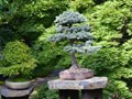 Bonsai Gardening: Expert Talks About the Theory and Practice of Bonsai Cultivation