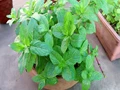 5 Best Herbs to Grow in India