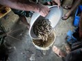 How ICAR-CIFRI is Helping the Struggling Sunderbans Fish Farmers