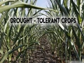 4 Drought-Tolerant Varieties to Plant Amid Water Scarcity