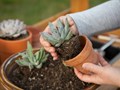 Best Indoor Succulents to Grow at Home