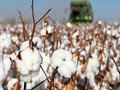Unapproved Varieties of HtBt Cotton Seeds Harming India's Cotton Production