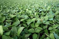 Bayer Collaborates with ADM to Build & Implement a Sustainable Crop Protection Model for Soybean Farmers