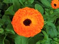 5 Amazing Health Benefits of Calendula Tea and Extracts