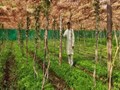 This Farmer is Earning Rs. 30 Lakh/Year Using a Novel Method That Conserves Space and Water