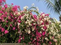 Plant Care Tips for 4 Popular Varieties of Bougainvillea