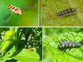 These 9 Beneficial Insects Help Control Garden Pests Naturally