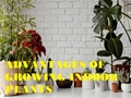 5 Advantages of Growing Indoor Plants