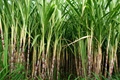 FMC Launches Pre-Emergent Herbicide for Weed Control in Sugarcane Crops