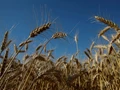 Egypt Agrees to Purchase 180,000 Tonnes of Wheat from India.