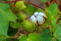 Cotton Prices Drops by more than 20% Globally