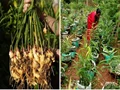 Ginger Farming: An Expert’s Guide to Growing Ginger in Bags