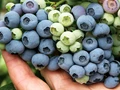 Top 5 Blueberry Varieties to Grow in Your Home Garden