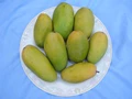 History, Unknown Facts, and Benefits of Dasheri Mango