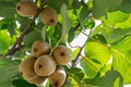 USDA Modifies Handling Regulations for California-Grown Kiwifruit