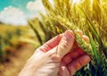 HB4 Wheat Receives USFDA Clearance After Evaluation